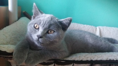 Twój kot też chce być na prw.pl! (WYŚLIJ ZDJĘCIE) - 17