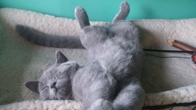 Twój kot też chce być na prw.pl! (WYŚLIJ ZDJĘCIE) - 18