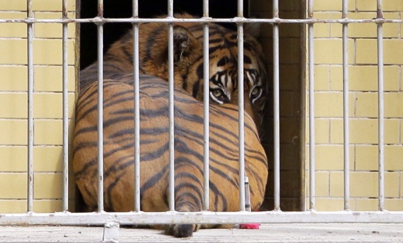 We wrocławskim ZOO tygrys zabił opiekuna - Ten tygrys nie zostanie uśpiony - zapewni dyrektor ZOO (fot. Elżbieta Osowicz)