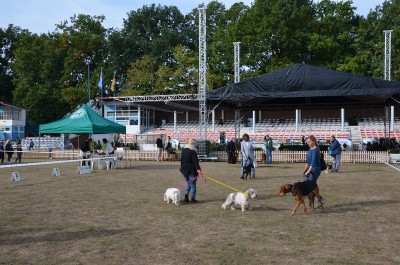 XXIII Międzynarodowa Wystawa Psów Rasowych - 10