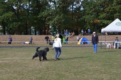 XXIII Międzynarodowa Wystawa Psów Rasowych - 15