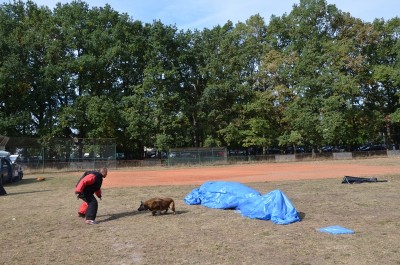 XXIII Międzynarodowa Wystawa Psów Rasowych - 27