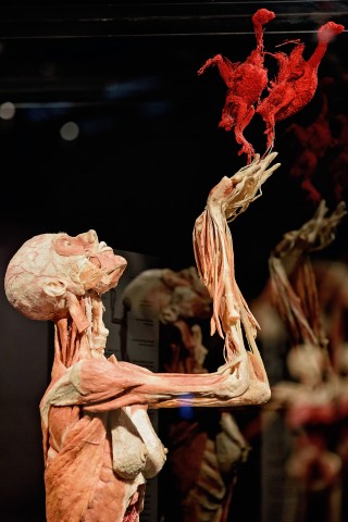 Body - wystawa ludzkich ciał już we Wrocławiu - 4