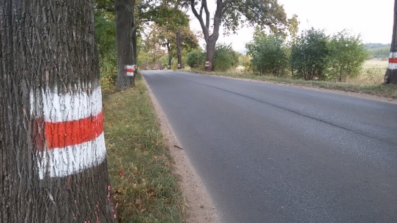 Mieszkańcy Starych Bogaczowic powiedzieli dość. Żądają wycinki drzew i poprawy bezpieczeństwa - fot. Michał Wyszowski (Radio Wrocław)