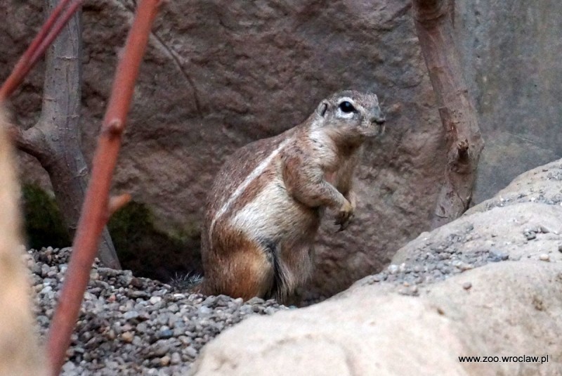 Nowi ogoniaści mieszkańcy wrocławskiego zoo (ZDJĘCIA) - fot. Zoo Wrocław