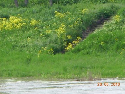Wielka woda na Dolnym Śląsku, 20.05.10 - relacja - 29
