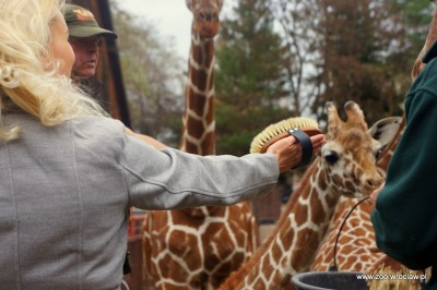 Zoo Wrocław: Nowe gadżety spodobały się żyrafom (FOTO) - 5
