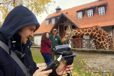 Zoo Wrocław: Nowe gadżety spodobały się żyrafom (FOTO) - 7
