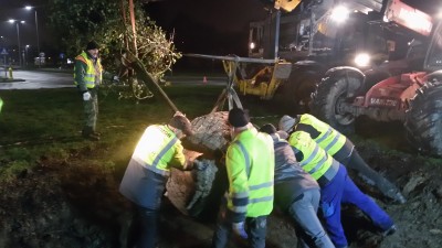 Wałbrzych ma nowego Romana. Ogromny dąb już posadzony (ZDJĘCIA, FILMY) - 0