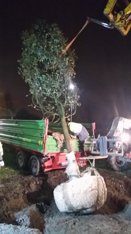 Wałbrzych ma nowego Romana. Ogromny dąb już posadzony (ZDJĘCIA, FILMY) - 2