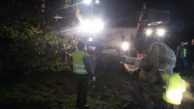 Wałbrzych ma nowego Romana. Ogromny dąb już posadzony (ZDJĘCIA, FILMY) - 4