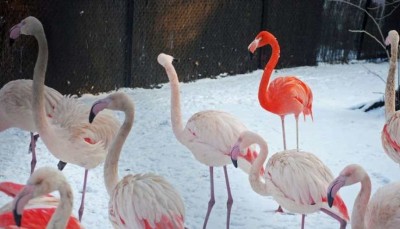 Wrocławskie ZOO przygotowuje się do zimy (ZDJĘCIA) - 3