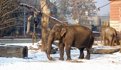 Wrocławskie ZOO przygotowuje się do zimy (ZDJĘCIA) - 4