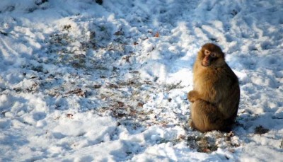 Wrocławskie ZOO przygotowuje się do zimy (ZDJĘCIA) - 5