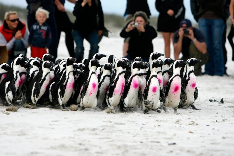 Zoo Wroclaw: Pomóż ratować pingwiny - fot. materiały prasowe