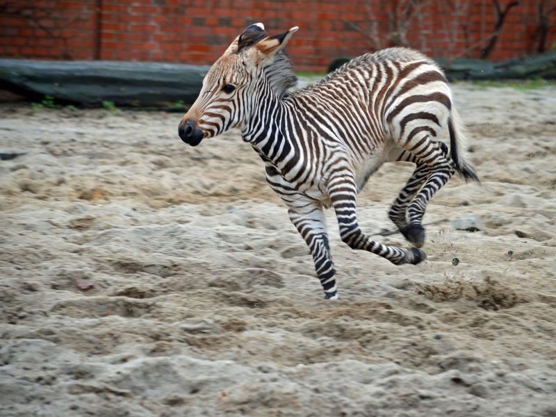 We wrocławskim zoo zima odwołana? (ZOBACZ ZDJĘCIA) - Zoo Wrocław