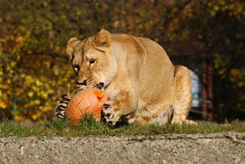 Nasze ZOO pomoże przebudować ogród w Łodzi - fot. ZOO Łódź/Facebook Close