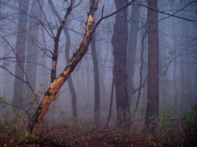 Piękną wiosnę mamy tej zimy (PROGNOZA POGODY) - 1
