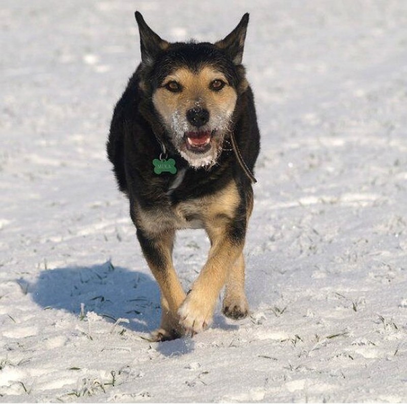 Weterynarz radzi: Zwierzęta w zimie - 