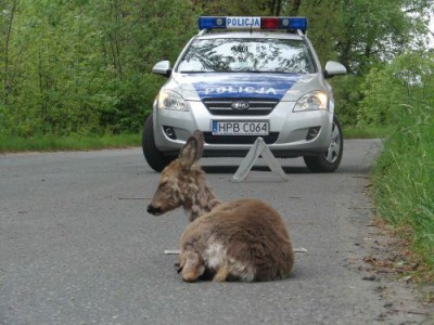 Auto potrąciło sarnę. Powiatowy lekarz weterynarii radzi: "Dobijcie ją" - 0