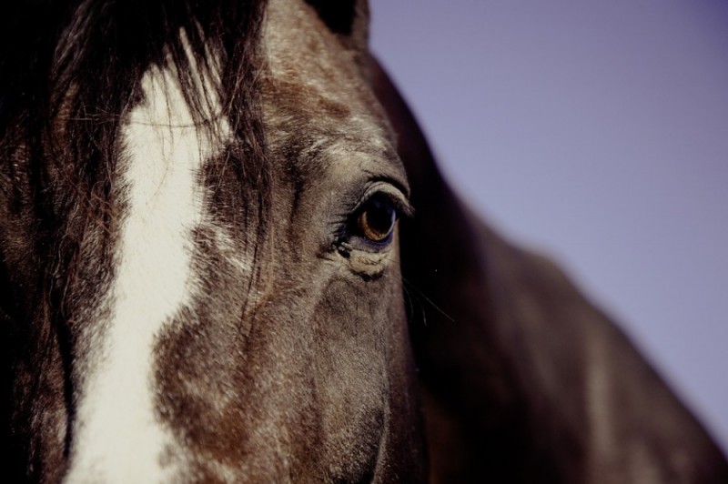 Zakatarzone konie na wrocławskich Partynicach - Fot. pixabay.com