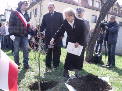 Dąb katyński w Jeleniej Górze (Zdjęcia) - 0