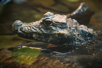 Zoo Wrocław: Zwierzętom ciepło, więc odpoczywają na zewnątrz (FOTO) - 0