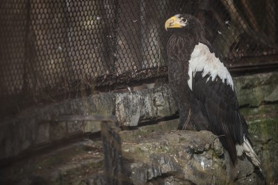 Zoo Wrocław: Zwierzętom ciepło, więc odpoczywają na zewnątrz (FOTO) - 2