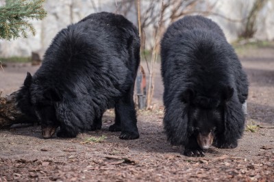 Zoo Wrocław: Zwierzętom ciepło, więc odpoczywają na zewnątrz (FOTO) - 4