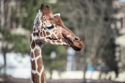 Zoo Wrocław: Zwierzętom ciepło, więc odpoczywają na zewnątrz (FOTO) - 5