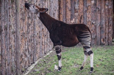 Zoo Wrocław: Zwierzętom ciepło, więc odpoczywają na zewnątrz (FOTO) - 6