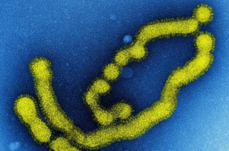 Wirus AH1N1 na Dolnym Śląsku: Zmarły już trzy osoby - Ilustracja: flickr/NIAID/CC 2/0