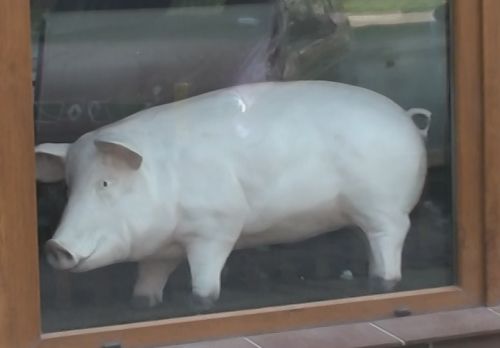 Klienci sklepu mięsnego przegonili bankierów? (Zobacz) - Plastikowa świnia od lat zdobi witrynę "Rarytasu" na Biskupinie (Fot. Łukasz Medeksza / www.prw.pl)