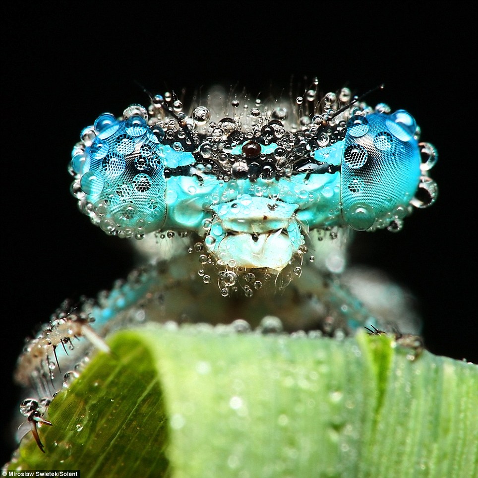 Fotografie owadów autorstwa Polaka robią furorę w Wielkiej Brytanii (Zdjęcia) - Fot. Mirosław Świętek
