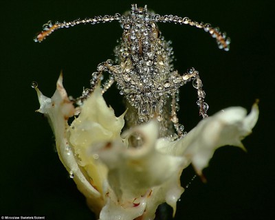 Fotografie owadów autorstwa Polaka robią furorę w Wielkiej Brytanii (Zdjęcia) - 2