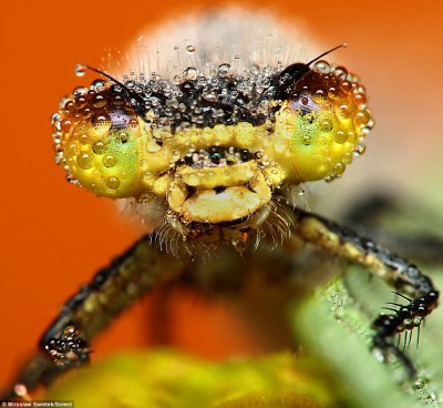 Fotografie owadów autorstwa Polaka robią furorę w Wielkiej Brytanii (Zdjęcia) - 3