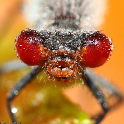 Fotografie owadów autorstwa Polaka robią furorę w Wielkiej Brytanii (Zdjęcia) - 5