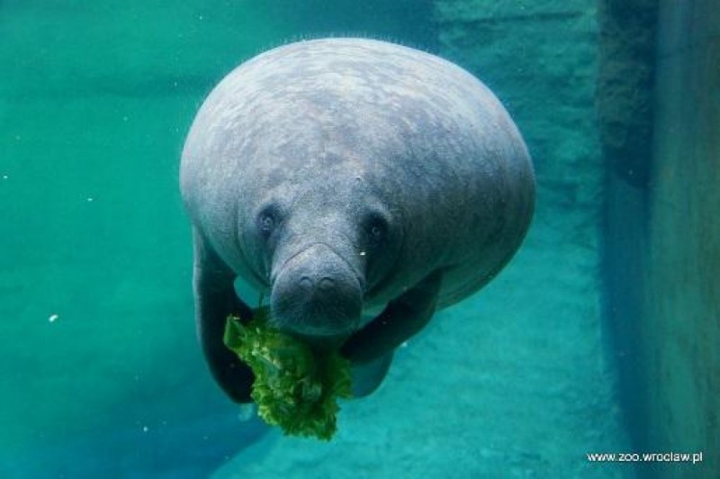 Zoo na ratunek  - 