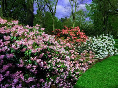 Jak zadbać o rododendron (PORADNIK)