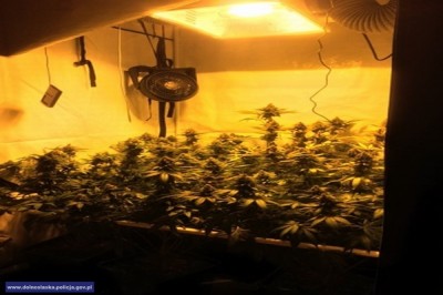 Zlikwidowali plantację marihuany