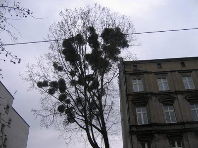 Pasożyt wymknął się spod kontroli! (Posłuchaj) - 0