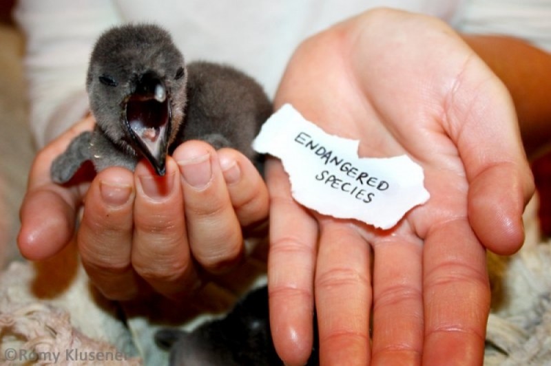 Licytują strusie pisanki by ratować pingwiny - 