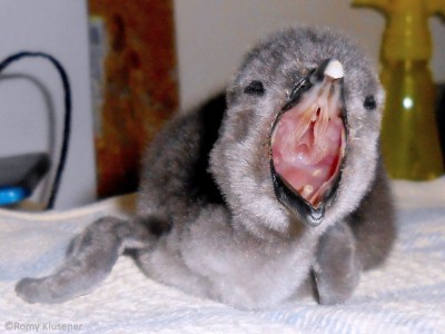 Licytują strusie pisanki by ratować pingwiny - 0
