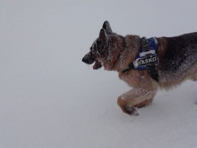 Psy z karkonoskiego GOPR przeszły szkolenie lawinowe w Austrii - 3