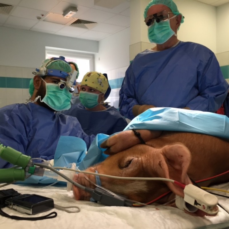 Trzebniccy mikrochirurdzy będą operować... świnie - 