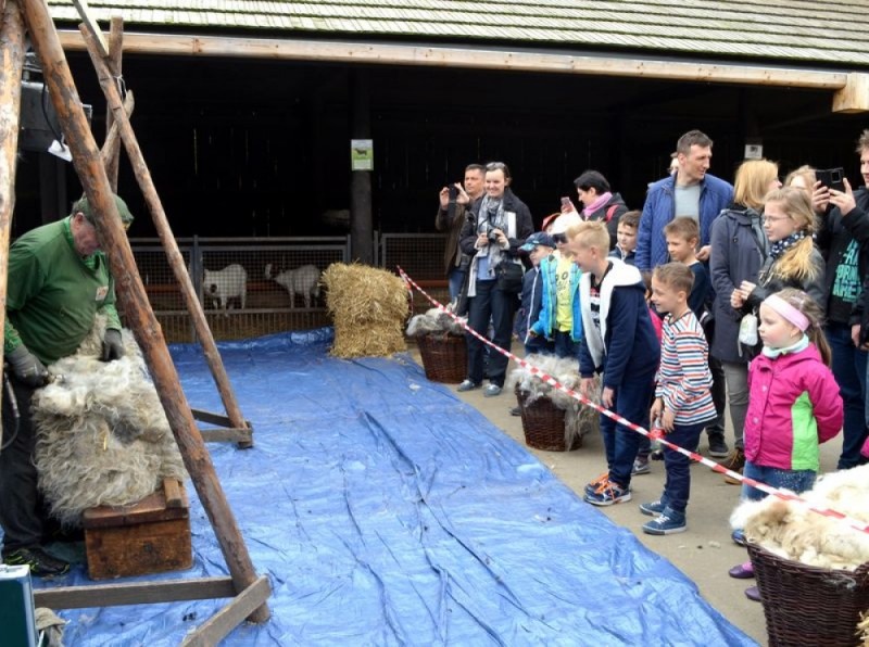 Zoo Wrocław: Wiosenna strzyża owiec (ZDJĘCIA) -