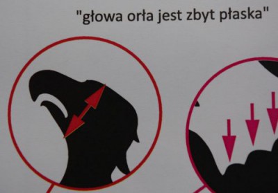Dolnośląski orzeł to słabeusz? (Posłuchaj) - 1