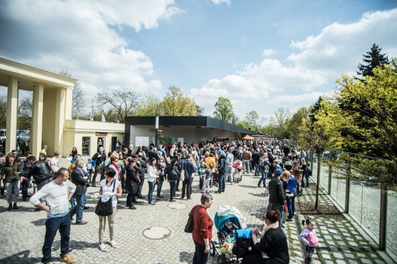 Wrocławski ogród zoologiczny wypełniony po brzegi - 