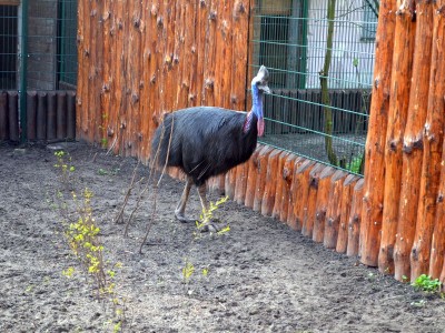 Zoo Wrocław: Warany z Komodo i smoki z Indonezji będą miały nowy dom (FOTO) - 8