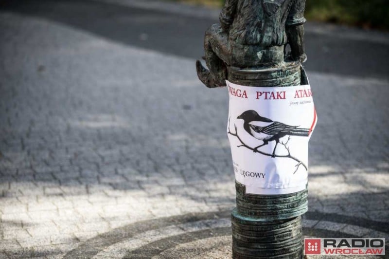 Wrocław: Wrony siwe atakują studentów - fot. Andrzej Owczarek
